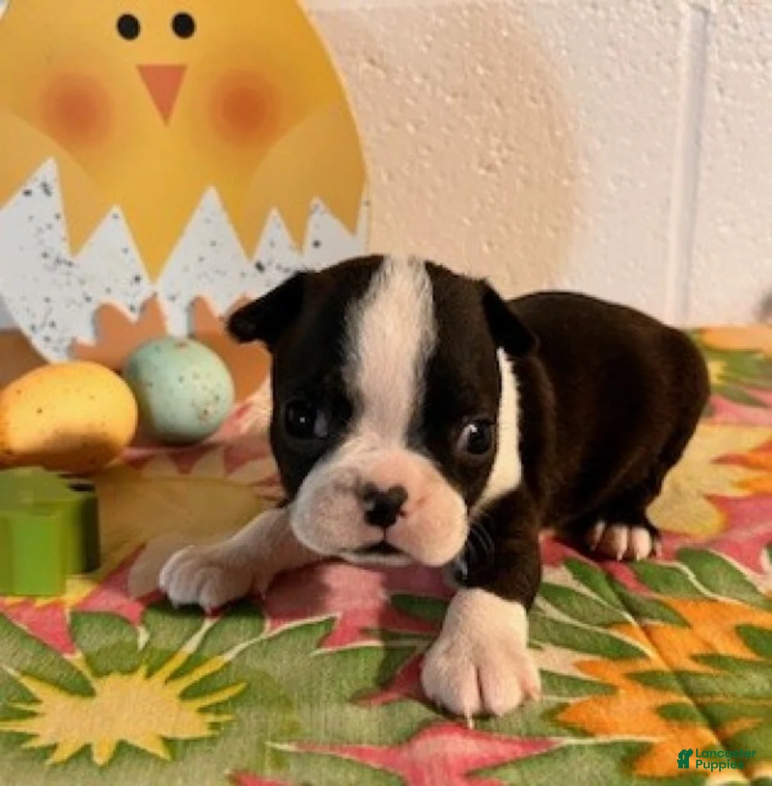 Boston Terrier dogs for sale: Baby - Ad 2