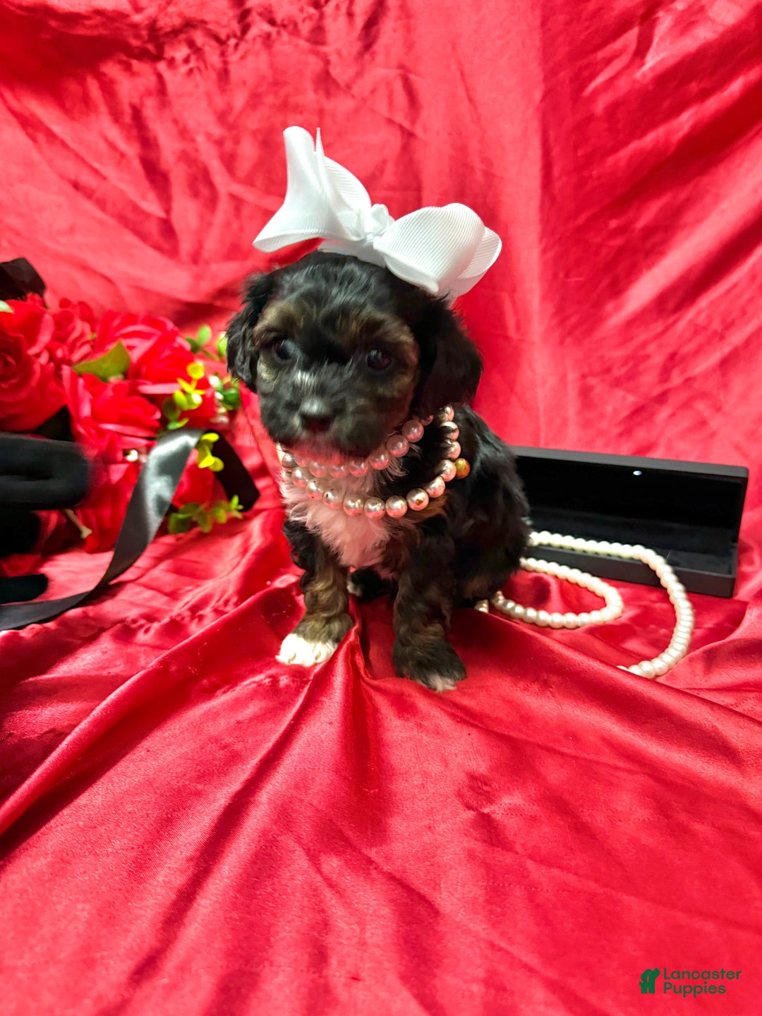 Yorkiepoo dogs for sale: York - Ad 9