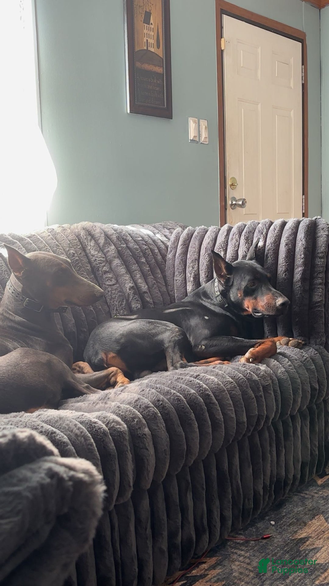 Doberman Pinscher dogs for sale: Isabella - Ad 5