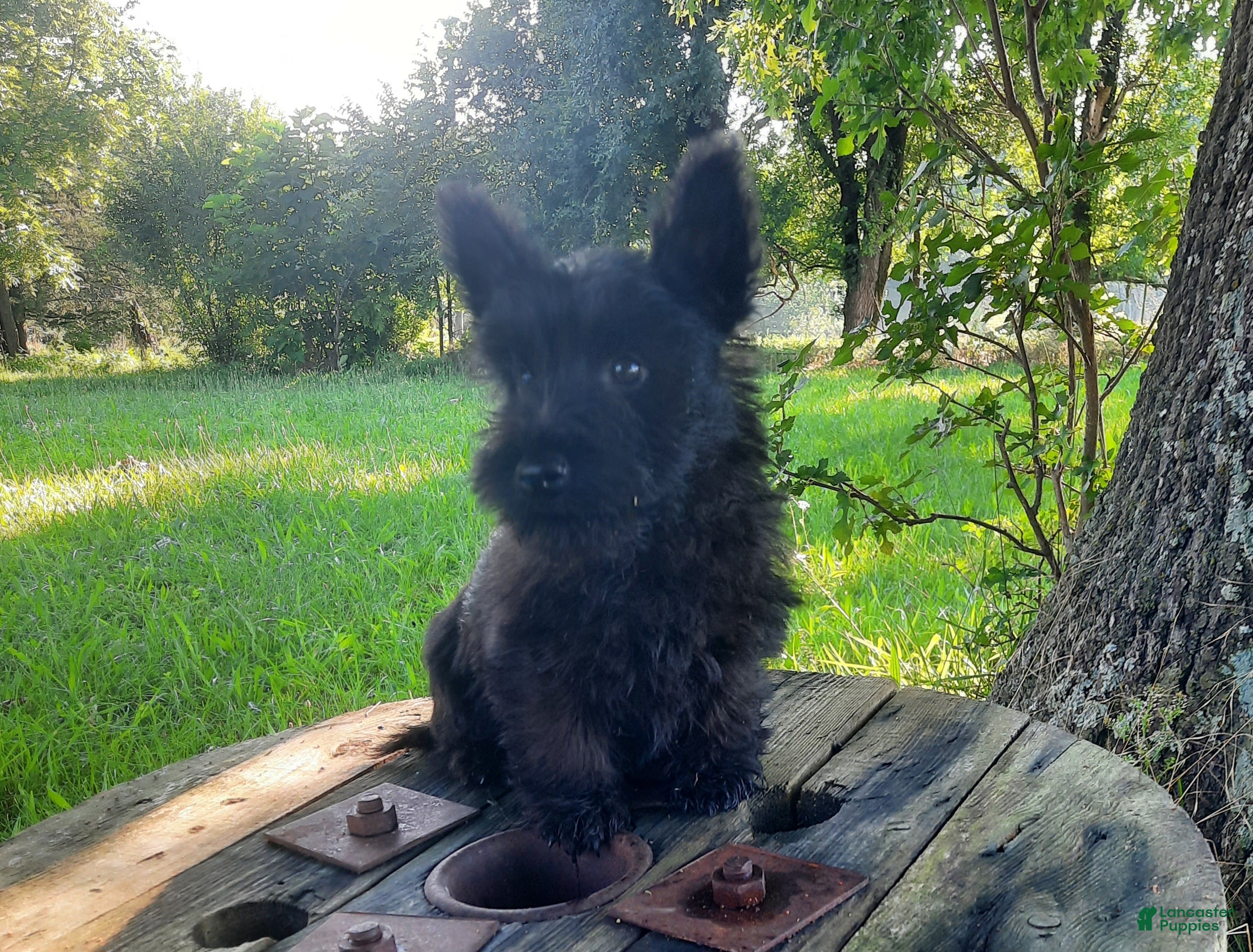 Scottish Terrier dogs for sale: Scottish Terrier 1 - Ad 1