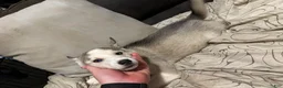 Siberian Husky dogs for sale: Blue - Ad 1