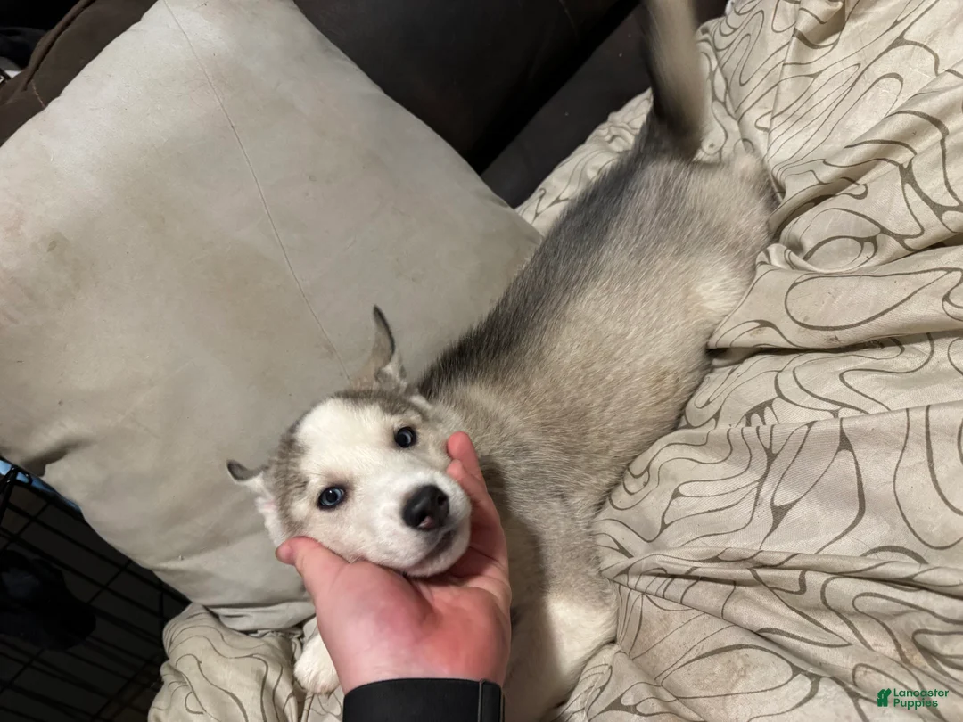 Siberian Husky dogs for sale: Blue - Ad 1