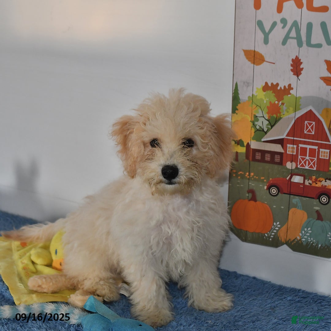 Bichpoo dogs for sale: Cinderella - Ad 19