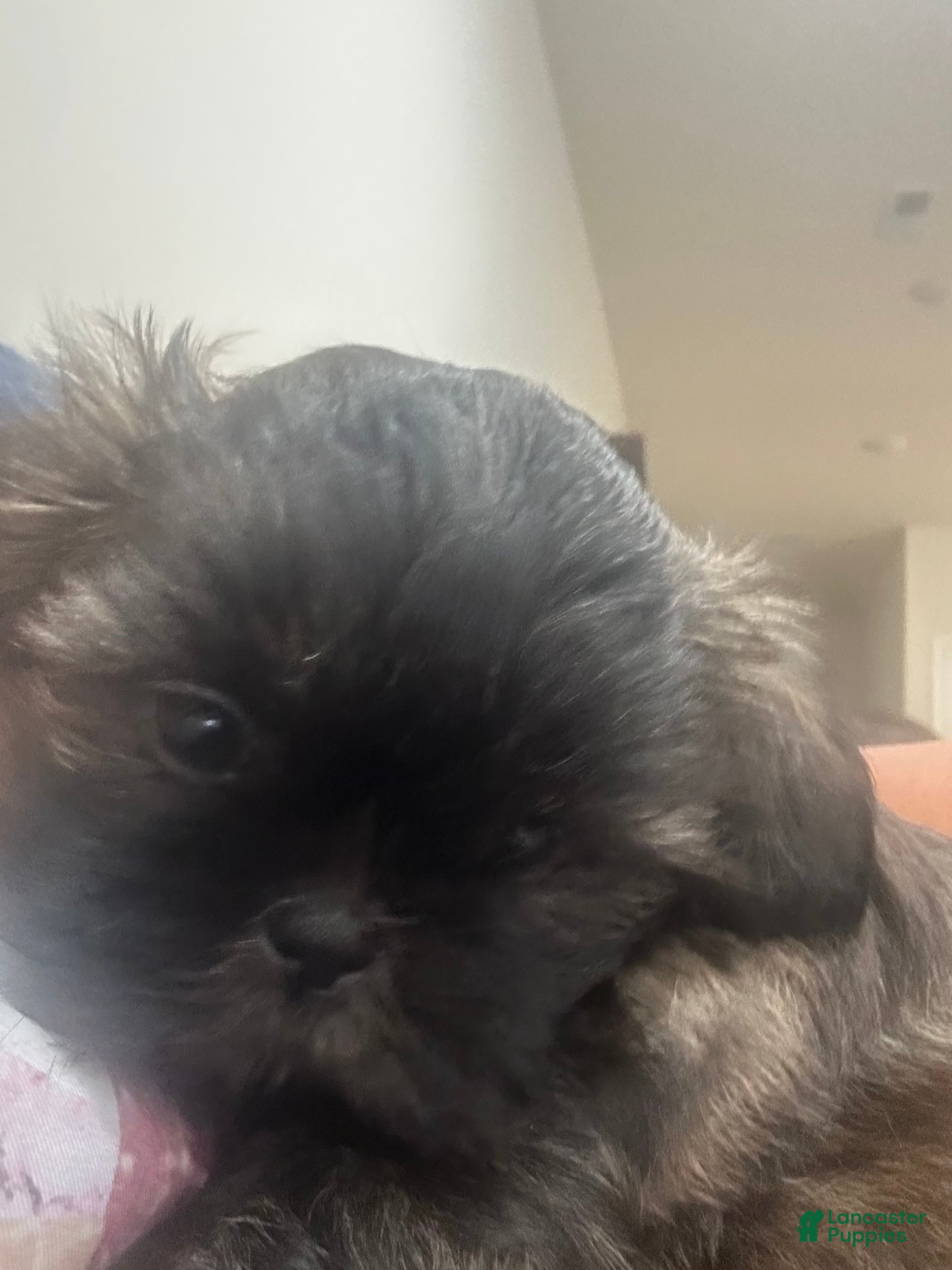 Shih Tzu dogs for sale: Brownie - Ad 1