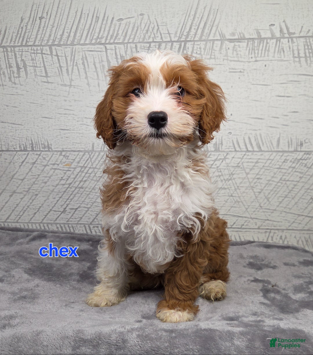 Cavapoo dogs for sale: Chex - Ad 4