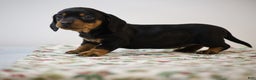 Miniature Dachshund dogs for sale: Bridget - Ad 3