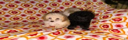 Toy Poodle dogs for sale: Cici - Ad 5