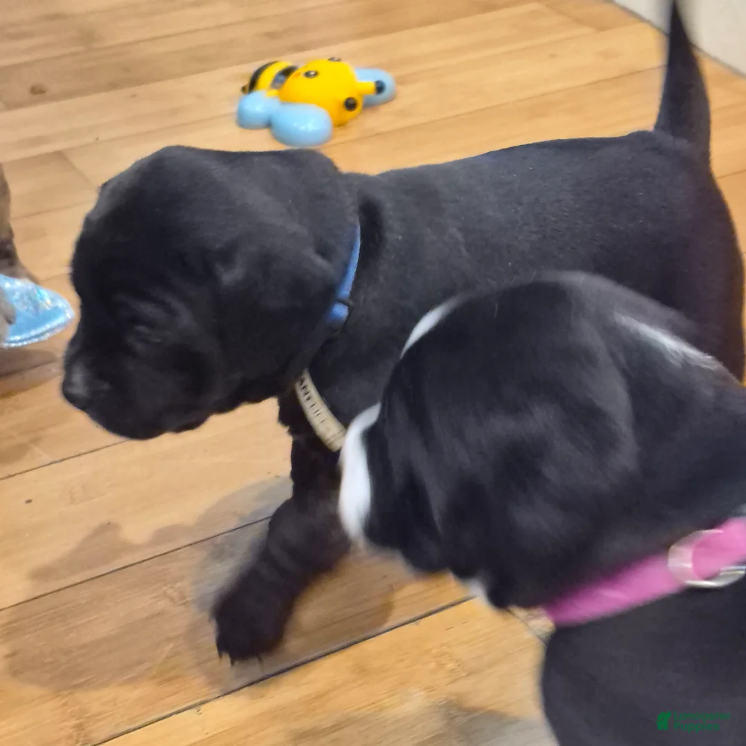 Mixed Breed dogs for sale: Mia - Ad 1