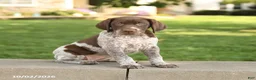 German Shorthaired Pointer dogs for sale: Stella - Ad 2