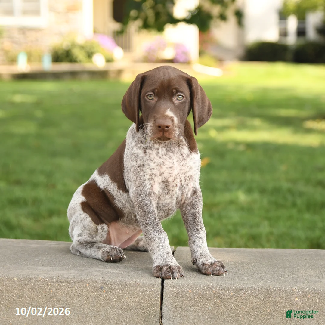 German Shorthaired Pointer dogs for sale: Stella - Ad 2