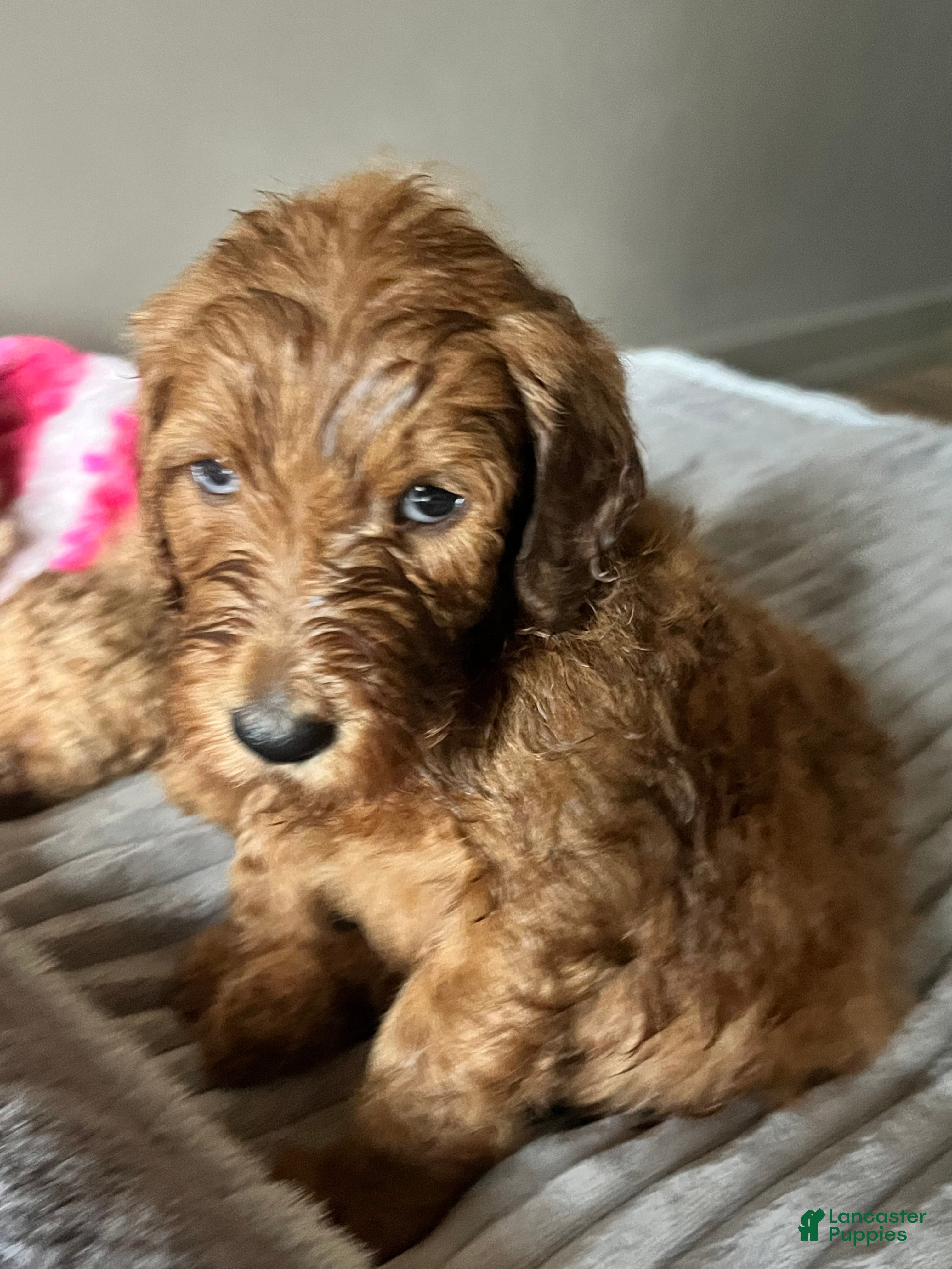 Goldendoodle dogs Goldendoodle Puppy 2 - Ad 1