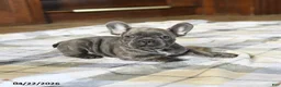 French Bulldog dogs for sale: Cuddles - Ad 3