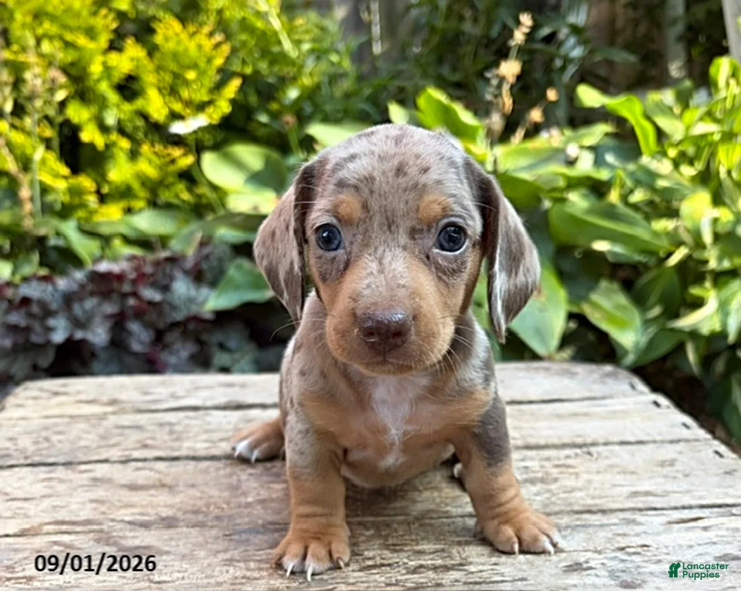 Dachshund dogs for sale: Fizzle - Ad 3