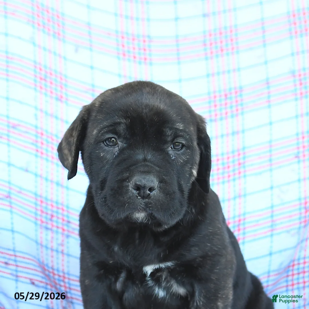 Cane Corso dogs for sale: Sadie - Ad 5