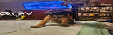 English Mastiff 3