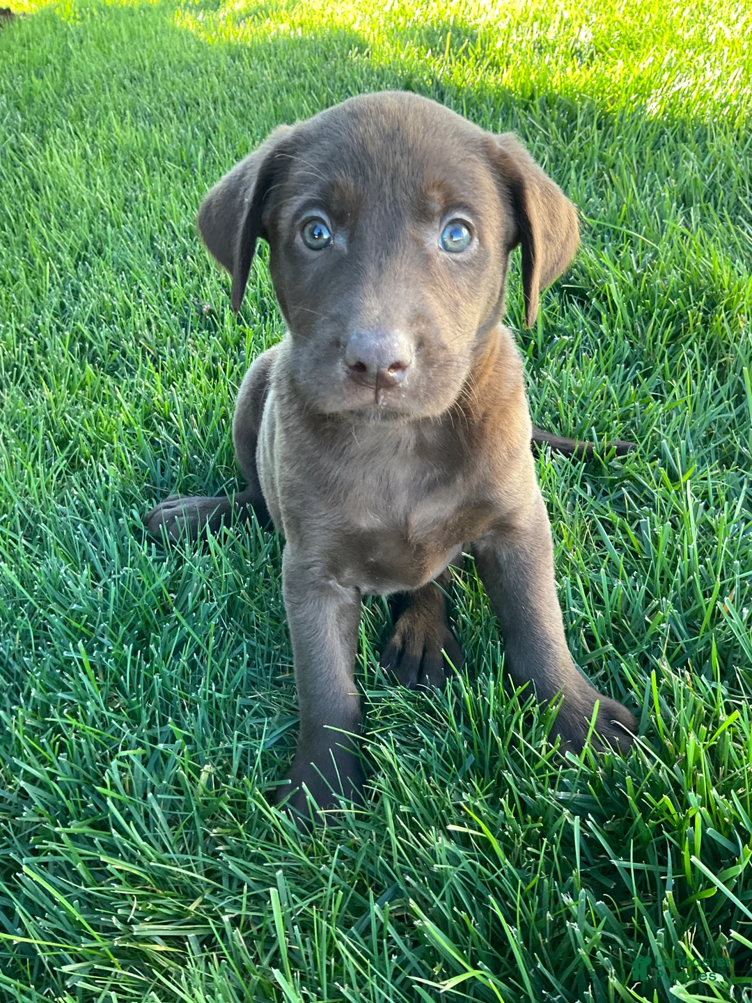 Labrador Retriever dogs for sale: Leo - Ad 1