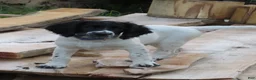 English Springer Spaniel dogs for sale: Titan - Ad 2