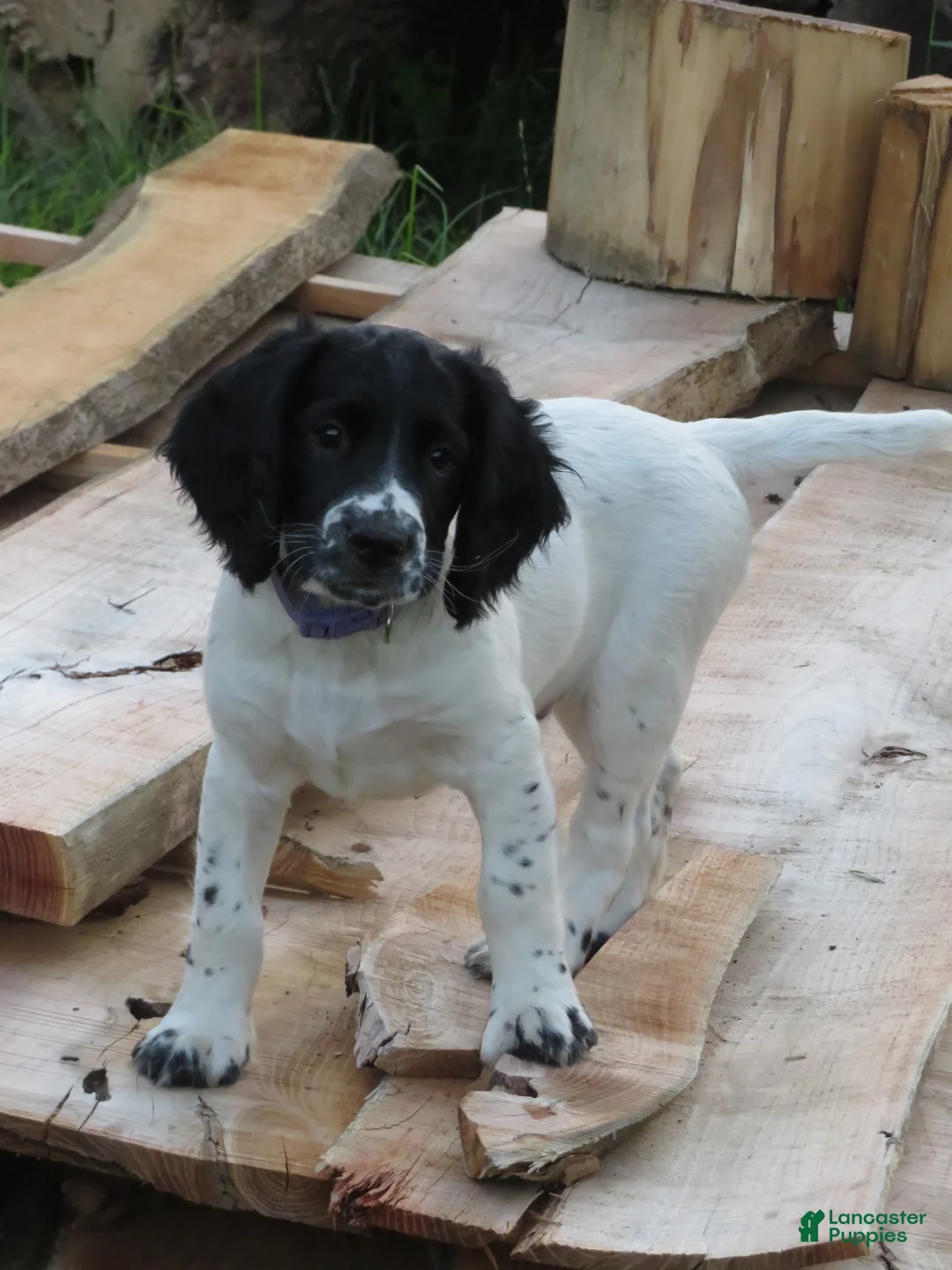 English Springer Spaniel dogs for sale: Titan - Ad 2