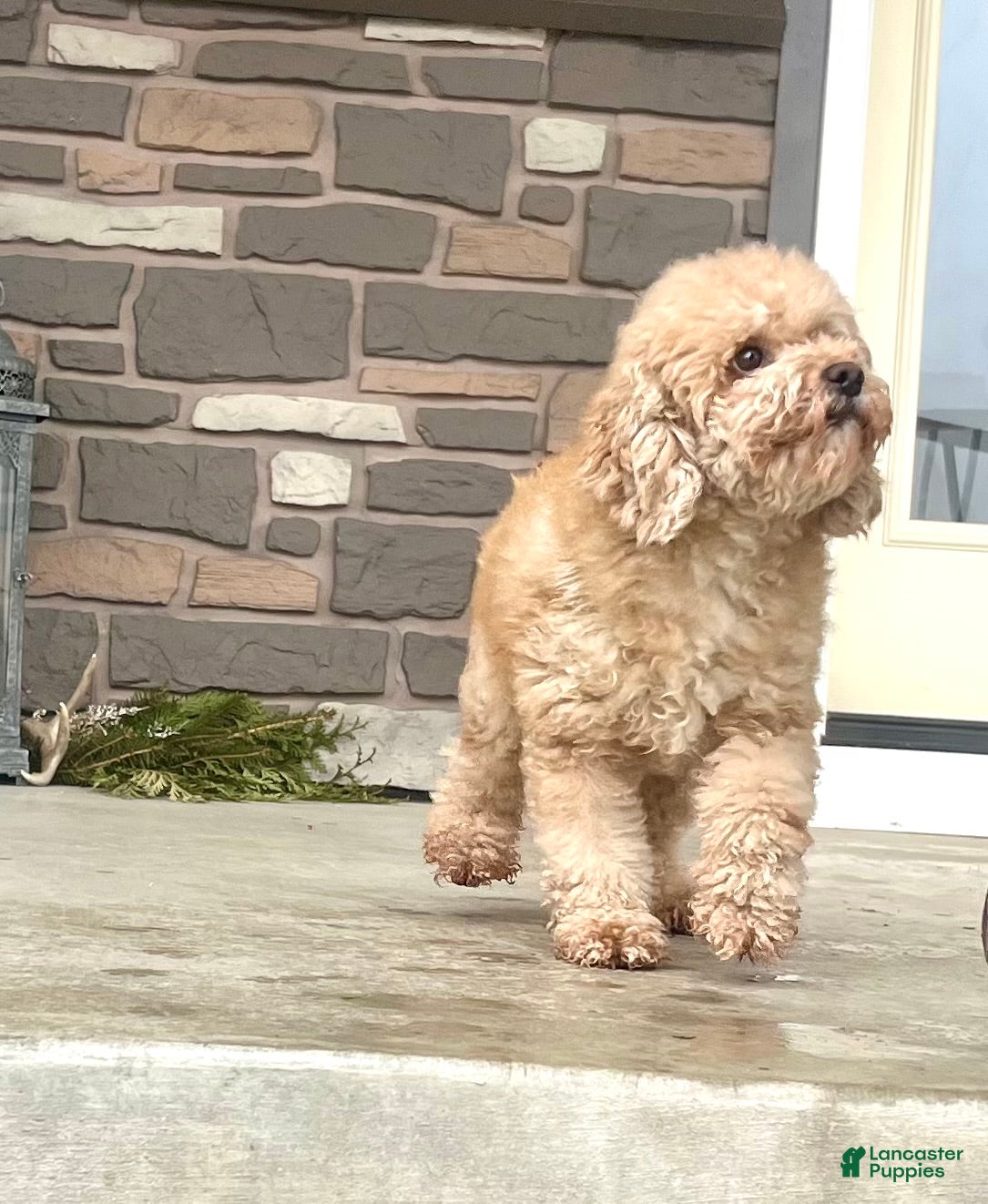 Miniature Poodle dogs Sweet Mocha ❤️🐾Akc Genetic Health Tested❤️🐾Call 717-529-1907❤️Retired Momma❤️ - Ad 10