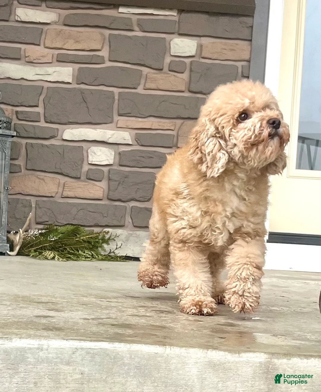 Miniature Poodle dogs for sale: Sweet Mocha ❤️🐾Akc Genetic Health Tested❤️🐾Call 717-529-1907❤️Retired Momma❤️ - Ad 1