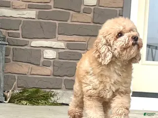 Miniature Poodle dogs Sweet Mocha ❤️🐾Akc Genetic Health Tested❤️🐾Call 717-529-1907❤️Retired Momma❤️ - Ad 10