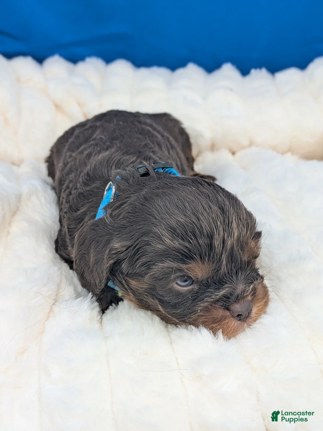 Cavalier King Charles Spaniel dogs for sale: Burbon - Ad 2