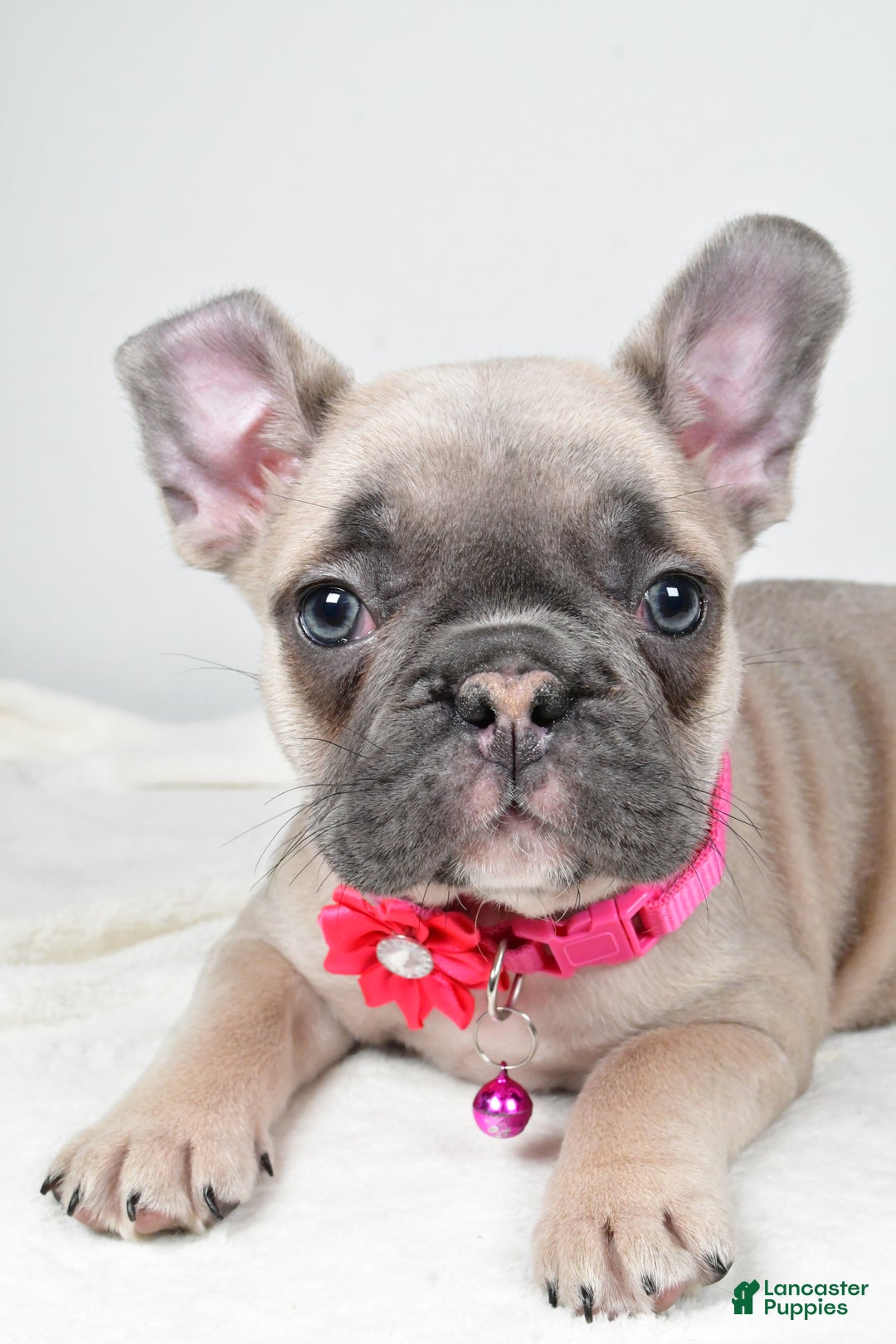 Mixed Breed dogs for sale: Reese - Ad 5