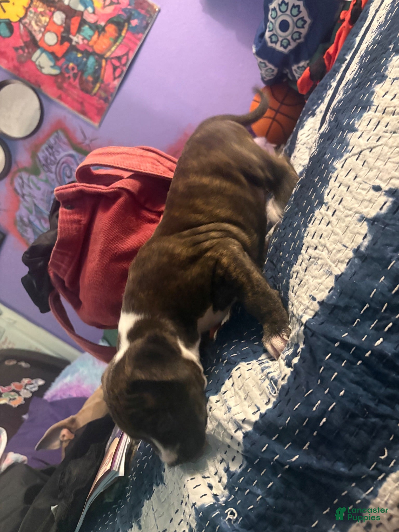 Mixed Breed dogs Mixed Breed 4 - Ad 5