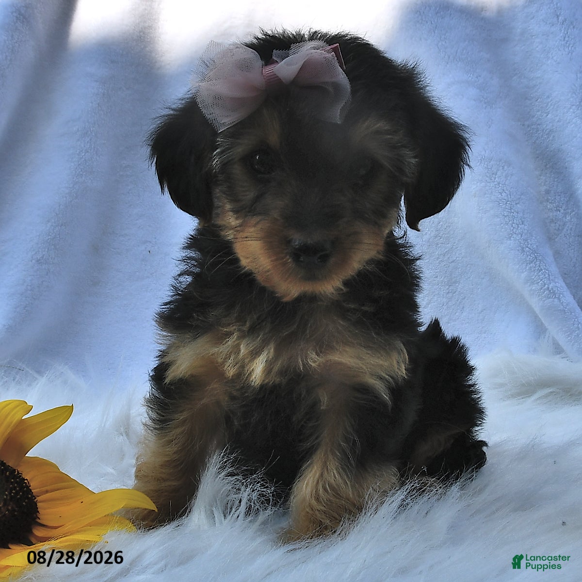 Morkie dogs Peace  - Ad 1