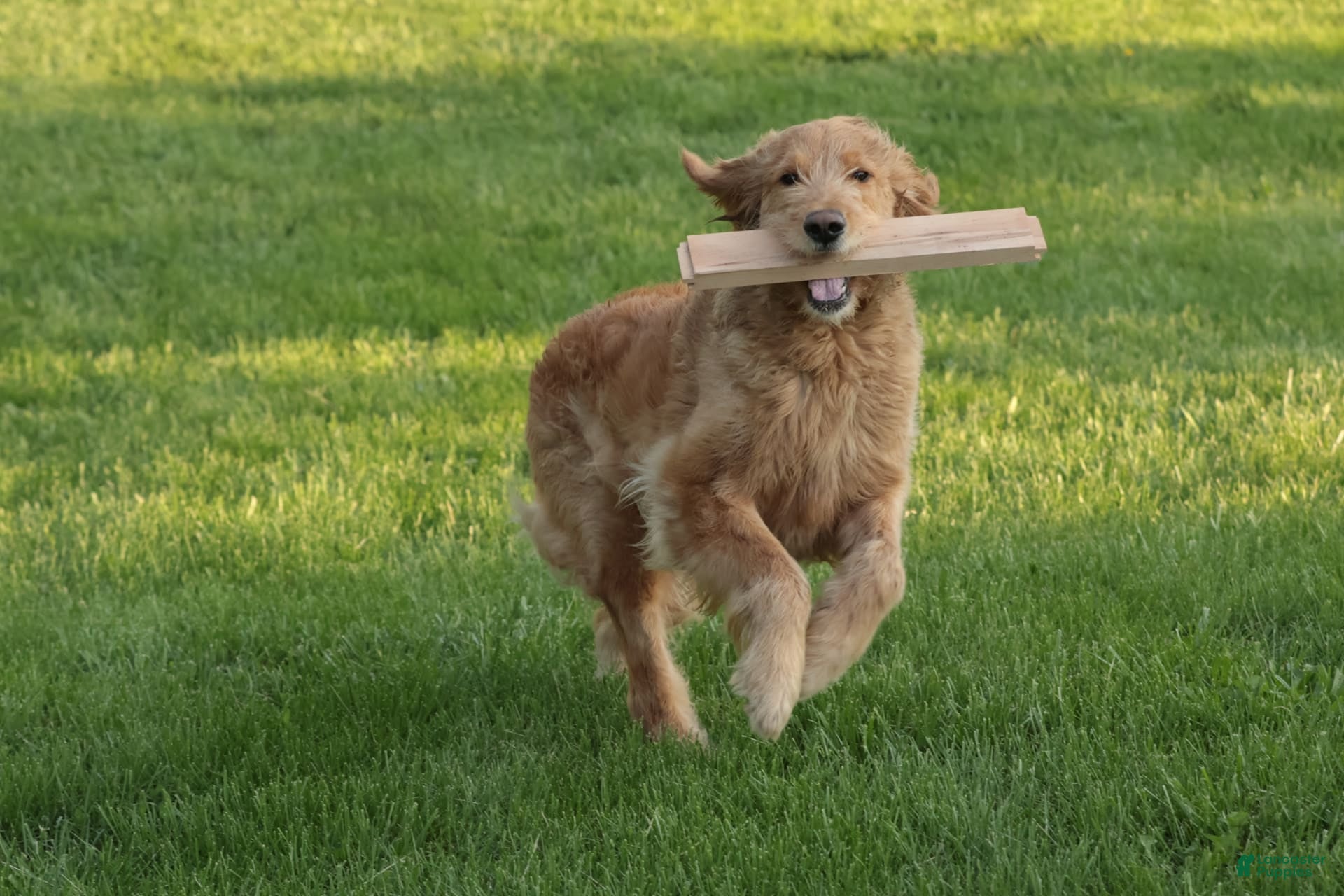 Goldendoodle dogs Belle - Ad 3