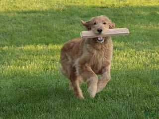 Goldendoodle dogs - Ad 31