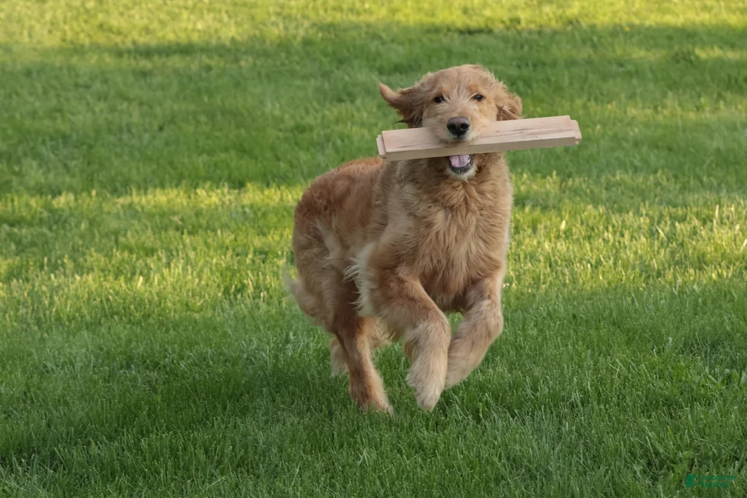 Goldendoodle dogs for sale: Belle - Ad 1