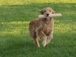 Goldendoodle dogs Belle - Ad 38