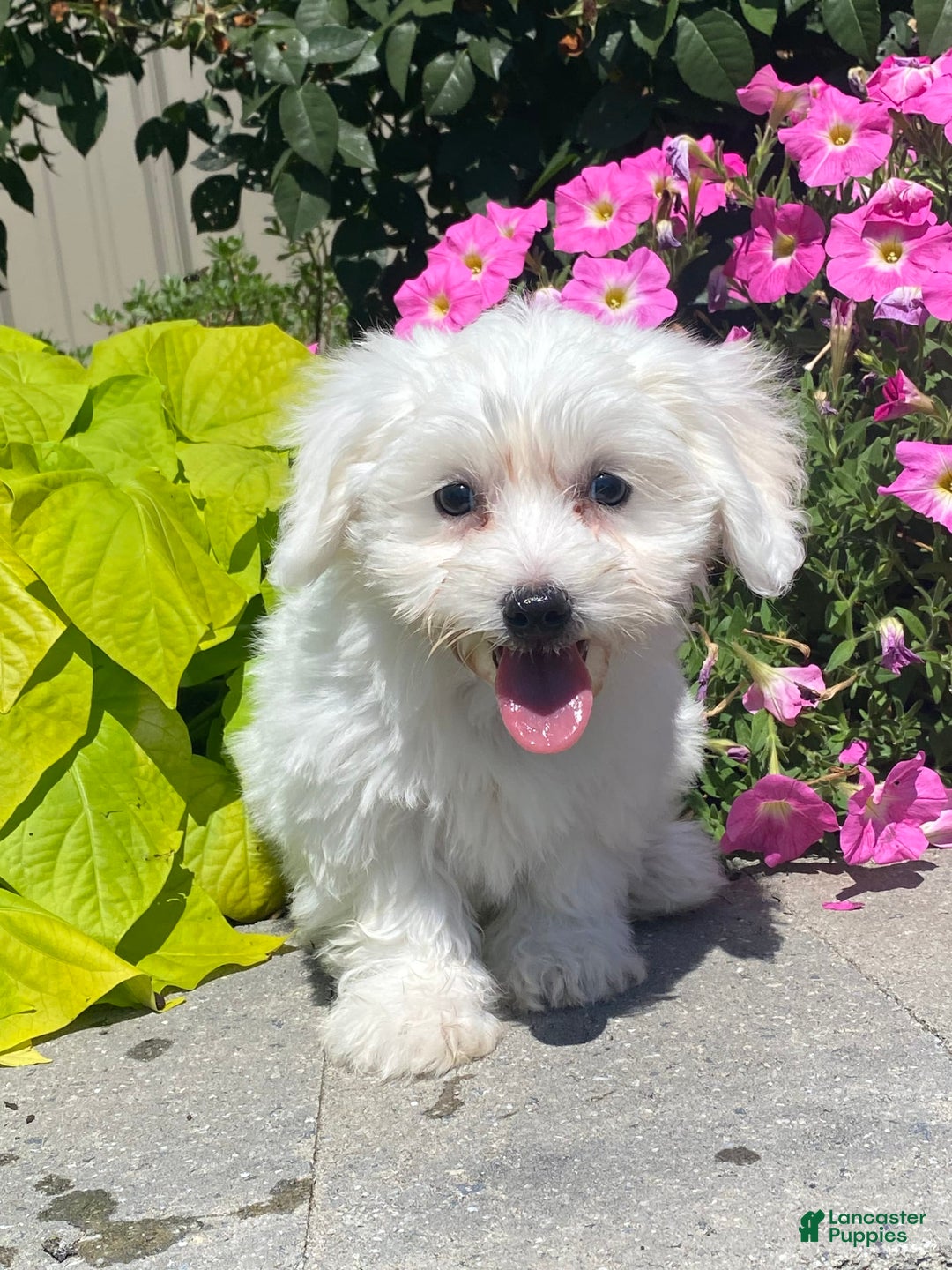 Coton De Tulear dogs for sale: Candy - Ad 8