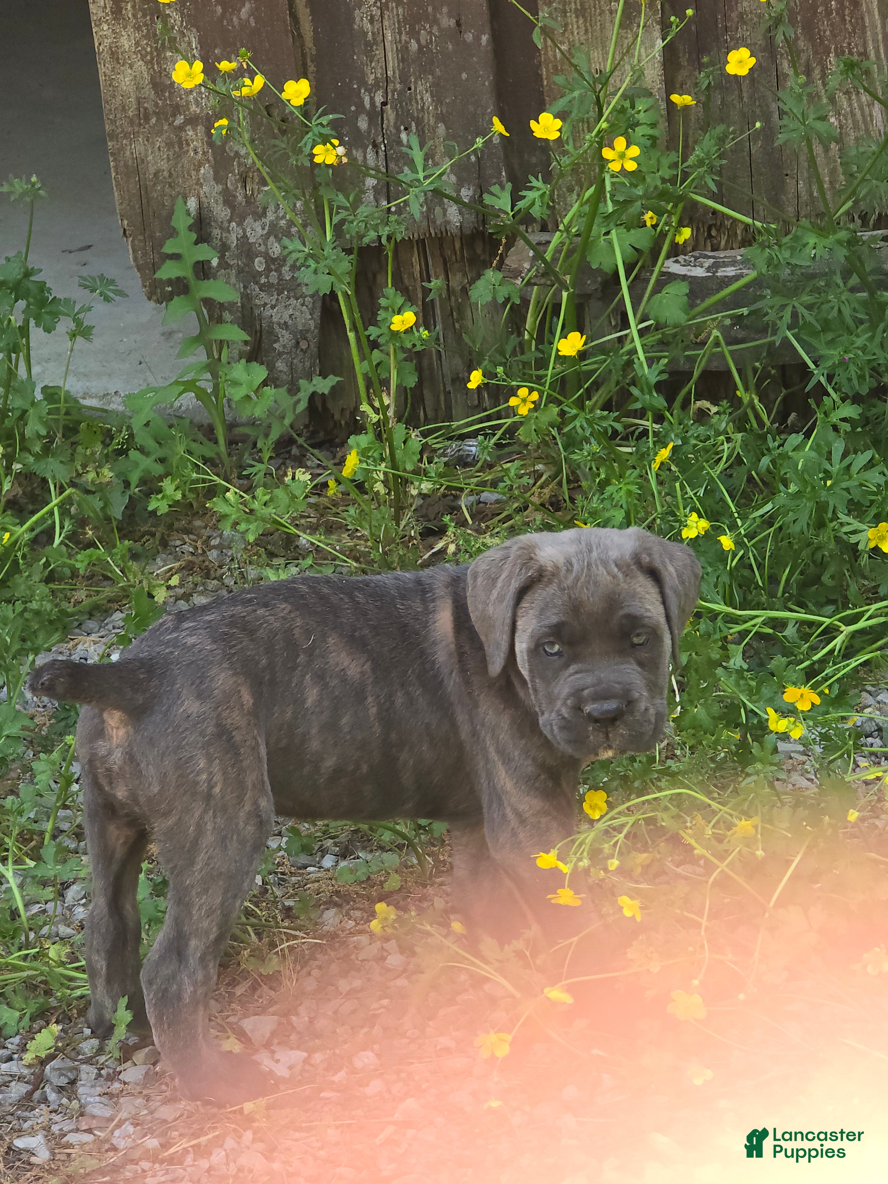Cane Corso dogs Cane Corso Puppy 2 - Ad 2