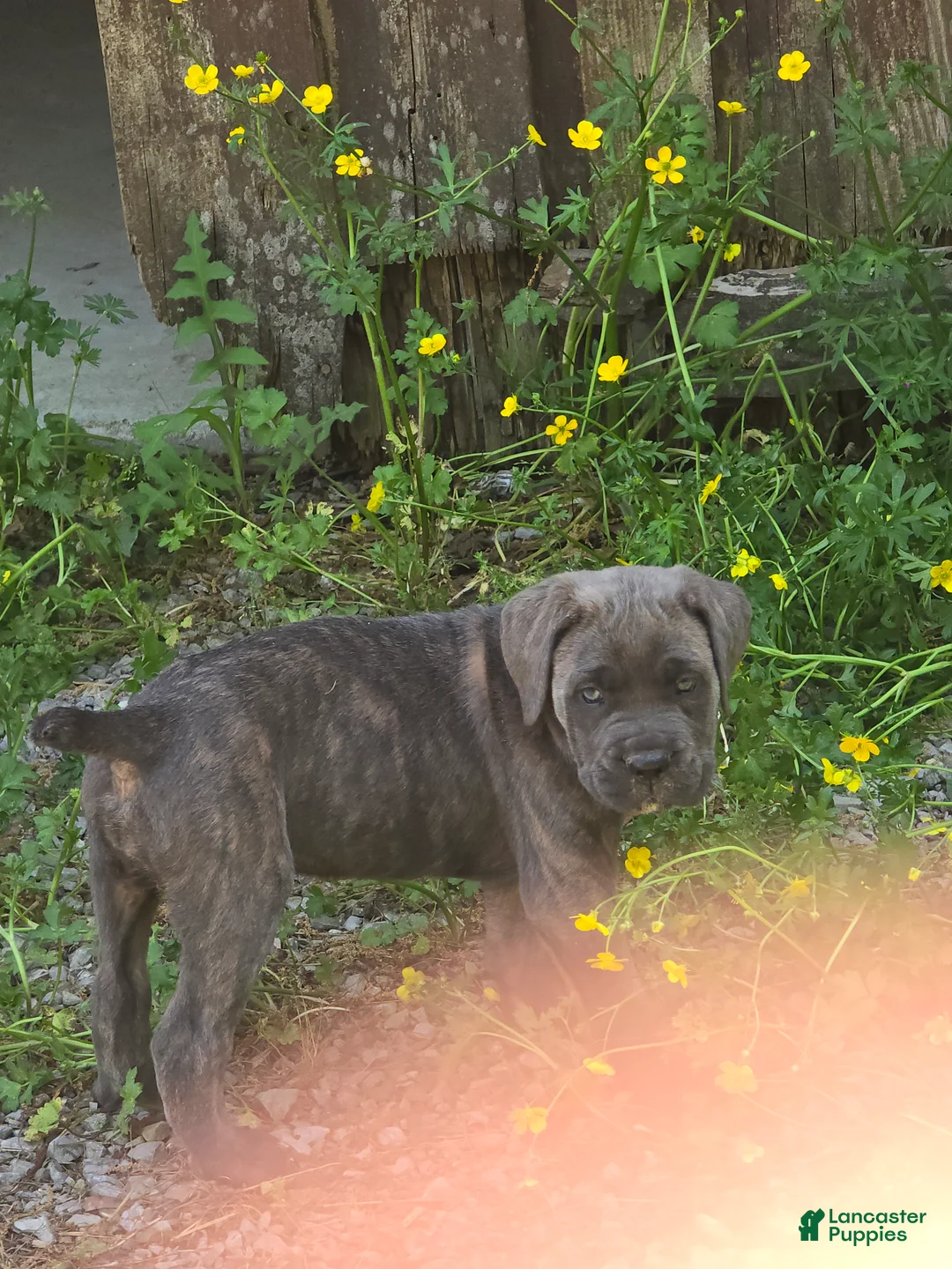 Cane Corso dogs for sale: Cane Corso Puppy 2 - Ad 2