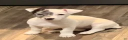 Jack Russell Terrier dogs for sale: Jack Russell Terrier 4 - Ad 7