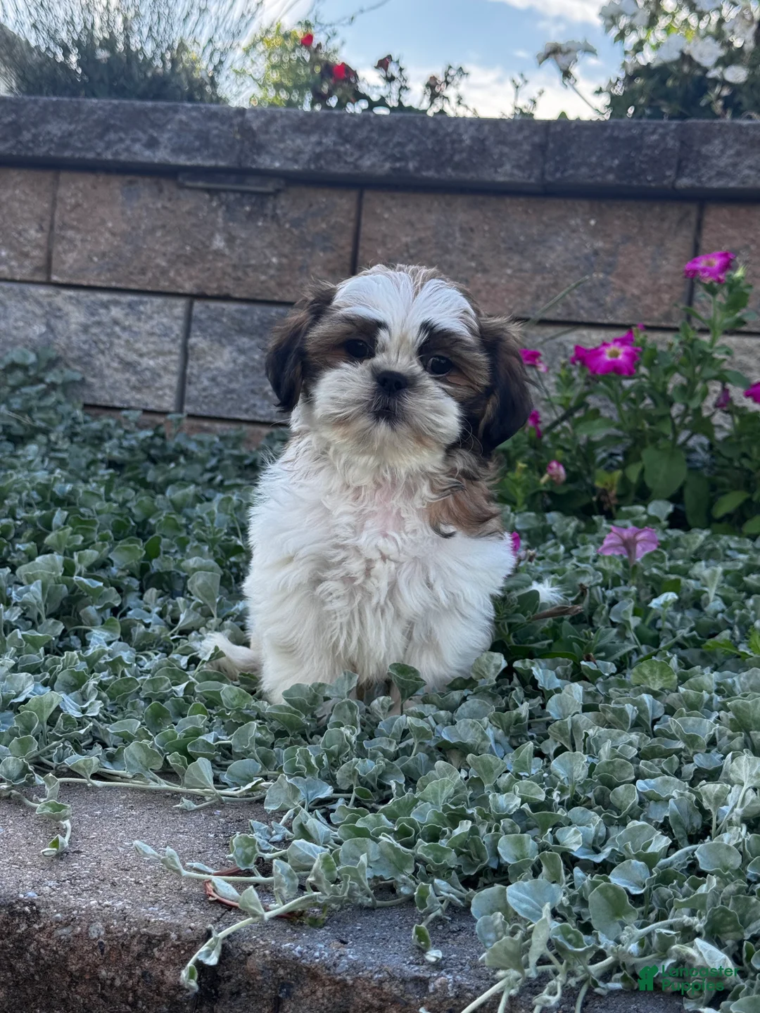 Shih Tzu dogs for sale: Sam - Ad 6