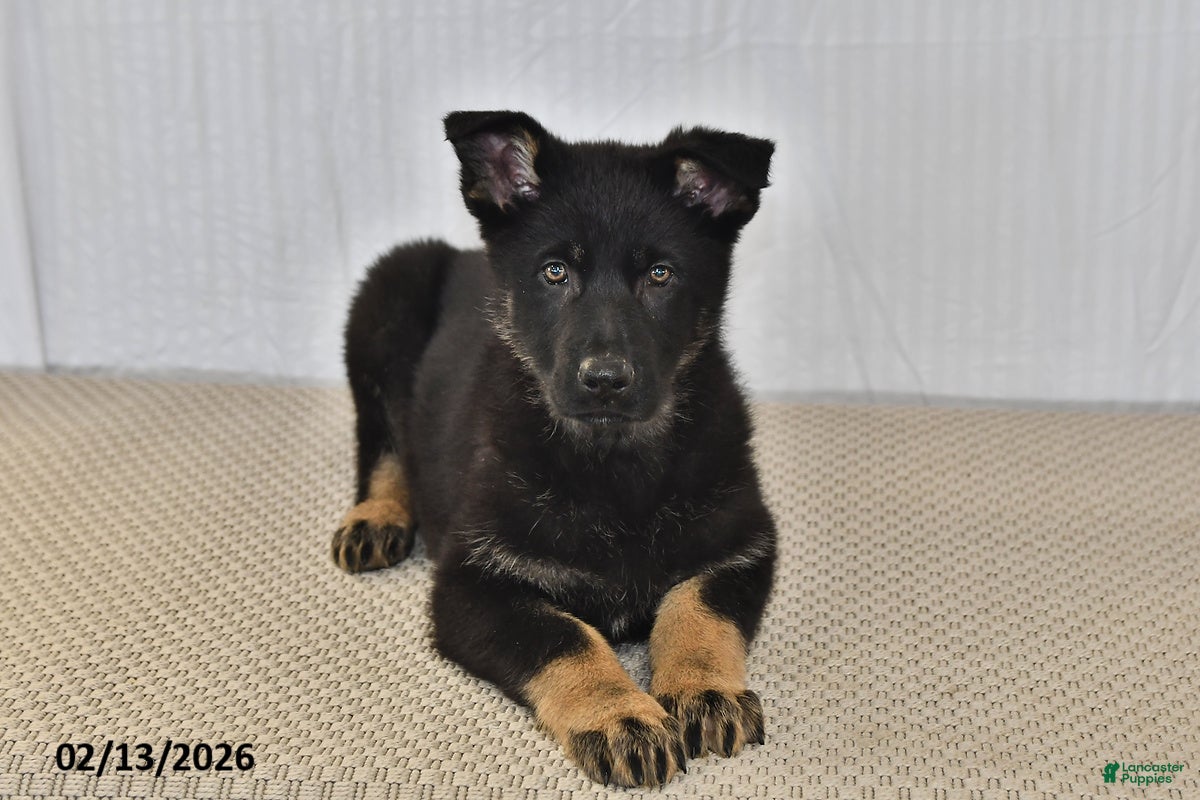 German Shepherd dogs Kyla - Ad 2