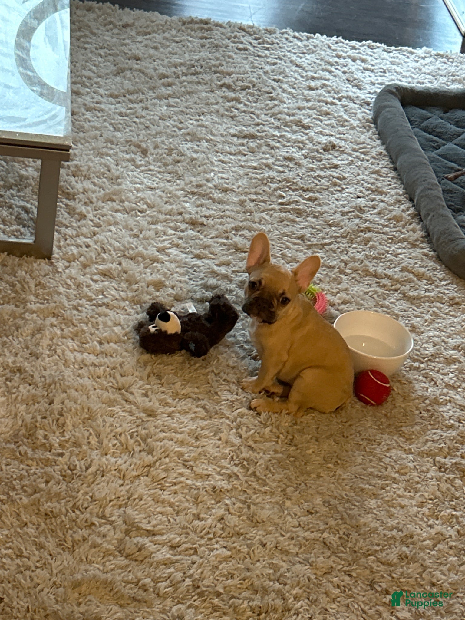 French Bulldog dogs Nova - Ad 13