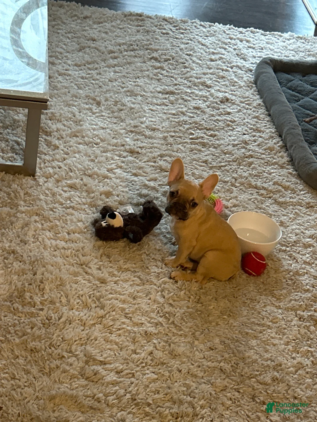 French Bulldog dogs for sale: Nova - Ad 1