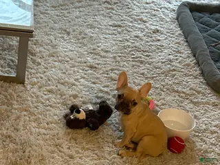 French Bulldog dogs Nova - Ad 13