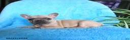 French Bulldog dogs for sale: Fiona - Ad 7