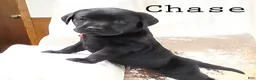 Labrador Retriever dogs for sale: CHASE - Ad 3
