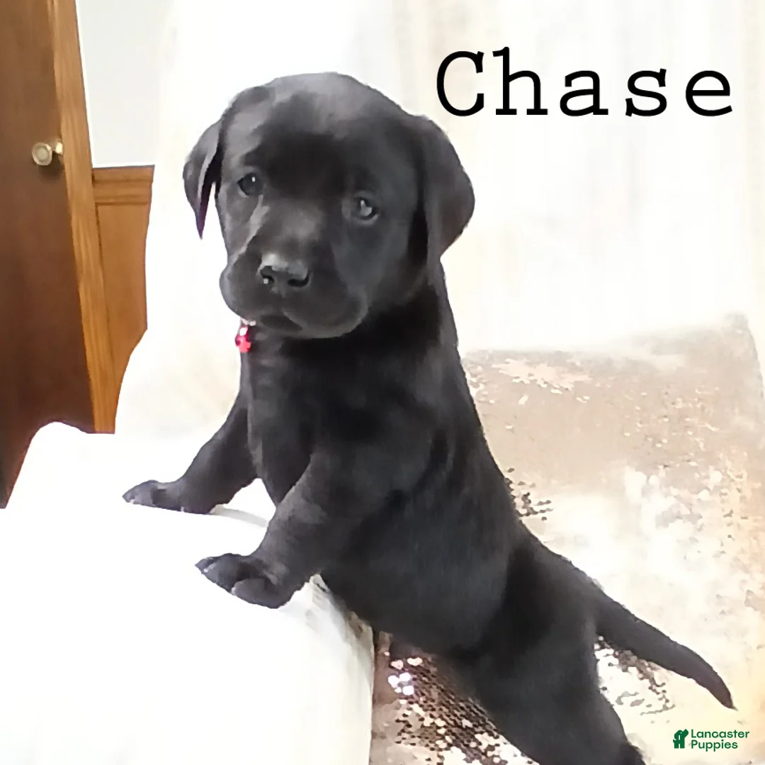 Labrador Retriever dogs for sale: CHASE - Ad 3