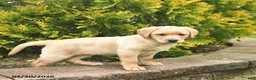 Labrador Retriever dogs for sale: Cindy  - Ad 5