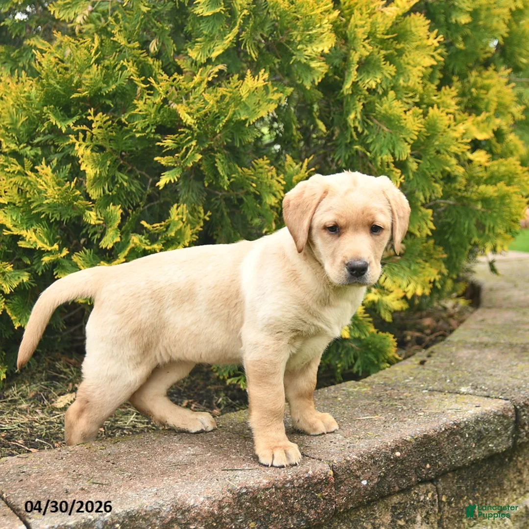 Labrador Retriever dogs for sale: Cindy  - Ad 5