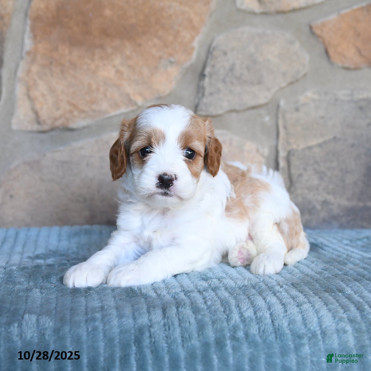 Cavapoo dogs Felicity - Ad 23