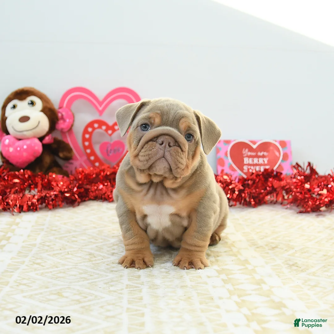 English Bulldog dogs for sale: Reese - Ad 2