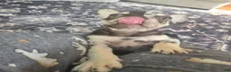 French Bulldog dogs for sale: CHOCO - Ad 9